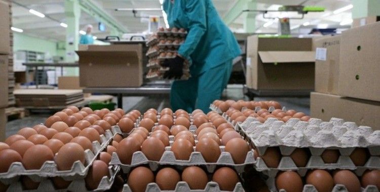 Dev yumurta şirketine kayyum atandı: HAKMAR bünyesinde olduğu ortaya çıktı