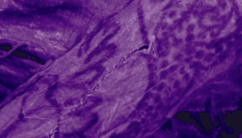 2 bin 500 yıllık mumyada dövme olduğu tespit edildi