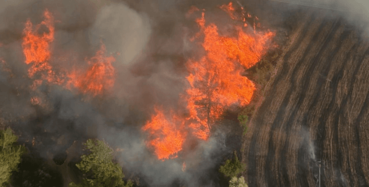 Adana'da orman yangını çıktı