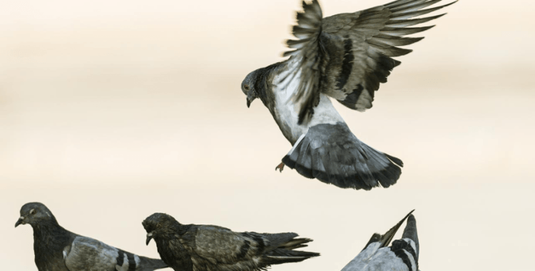 Hindistan'da güvercin beslemek yasaklandı