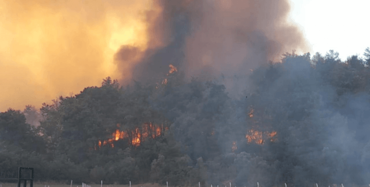 İzmir'de orman yangını