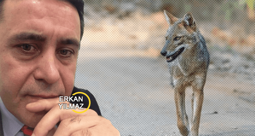 Zaman gri mekân gri; Çakalların dans vakti…