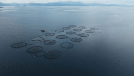 Su ürünlerinde üretim planlamasında olan tür sayısı 16'ya çıktı