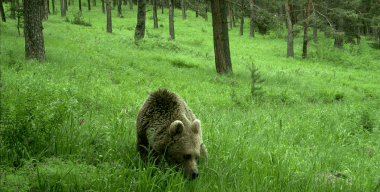 Japonya'da belediyeler, acil durumlarda vahşi hayvanların vurulmasına izin verebilecek