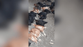 Başıboş sokak köpekleri 70 tavuğu telef etti