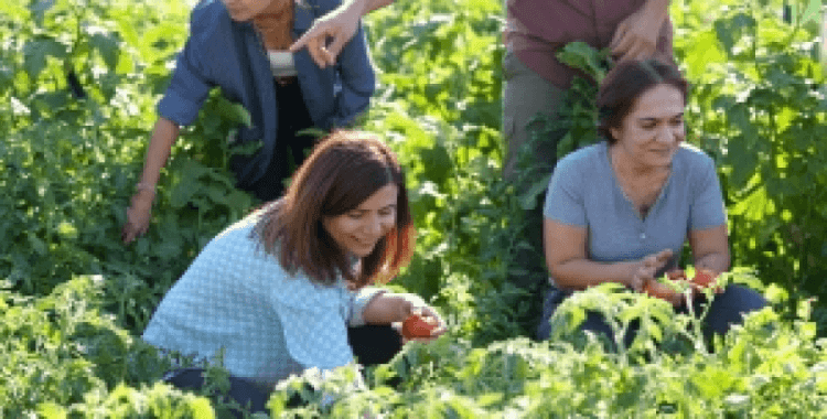 Yerel tohumlu bostanda hasat: Eşbaşkan Bucak kadınlarla sebze topladı