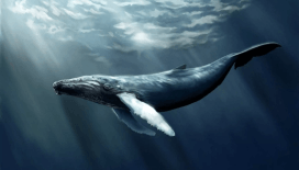 Japonya'da bulunan fosiller, yeni bir balina türünü ortaya çıkardı