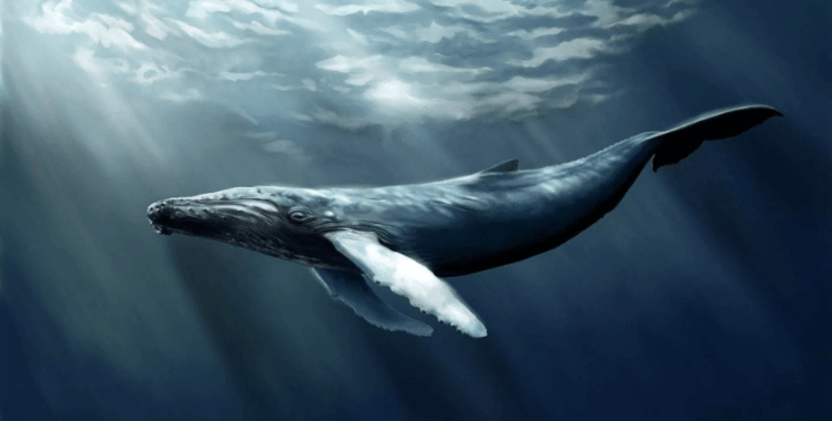 Japonya'da bulunan fosiller, yeni bir balina türünü ortaya çıkardı