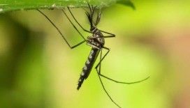 İzlanda'da ilk kez sivrisinek görüldü: 'Son kale düştü'