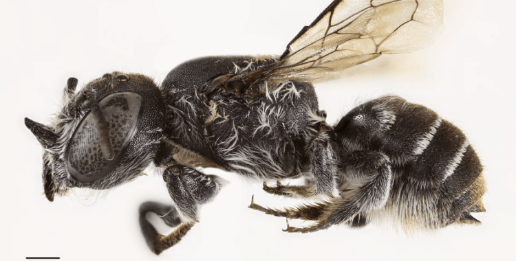Şeytan boynuzlu yeni arı türü keşfedildi: Lucifer