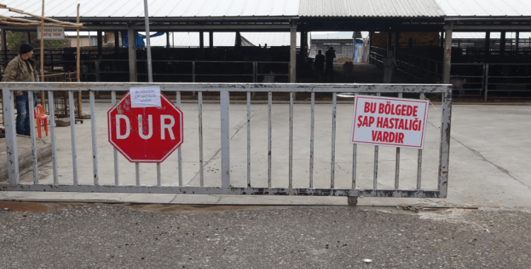 İstanbul'da şap alarmı: 21 mahalle karantinaya alındı