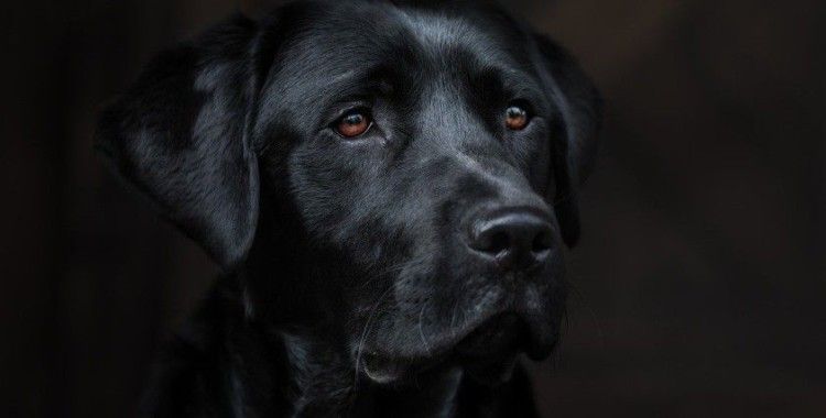 Köpekler stresimizi koklayabiliyor ve bu onları derinden etkiliyor