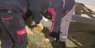 TJK Şanlıurfa Hara ve Aşım İstasyonu’nda yonca balyası skandalı