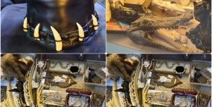 Yasa dışı yaban hayatı ürünlerine operasyon: Caretta kabuğundan geyik boynuzuna kadar yüzlerce ürüne el konuldu