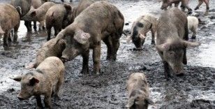 Afrika domuz vebası İspanya’da: Önlemleri artırmak için asker görevlendirildi