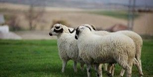 Yunanistan'da yüz binlerce koyun ve keçi salgında itlaf edildi: Koyun çiçeği