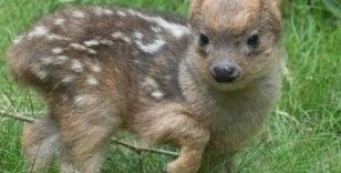 Dünyanın en utangaç geyiği: 'Pusu Geyikleri İlgi Odağı Oldu'