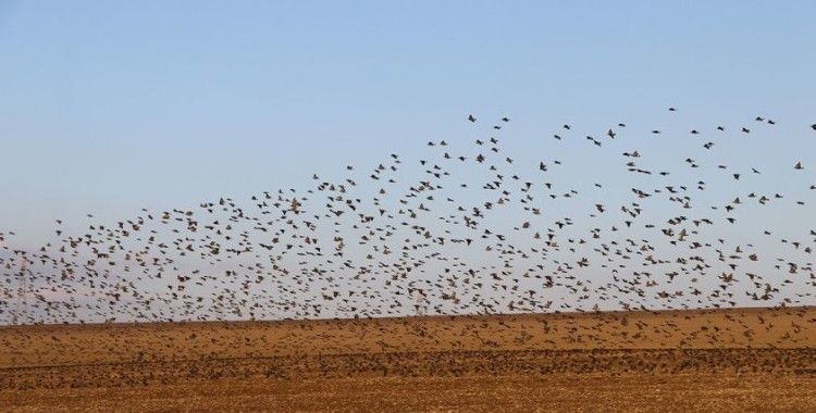 Gökyüzünde terapi etkisi: Sığırcıklardan muhteşem dans