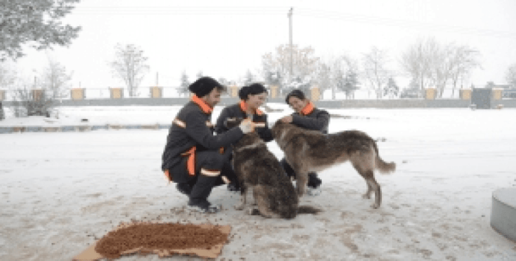 Sokak hayvanları için 50 noktaya mama bırakıldı