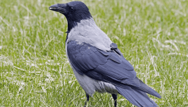 İsveç’te kargalar şehir temizliği için eğitiliyor