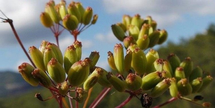 İzmir'de endemik bitki türü keşfedildi: 'İzmir göbek otu' adı verildi