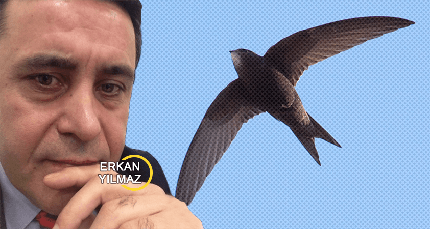 Ağustos böceği ve Ebabil kuşlarını beklerken…