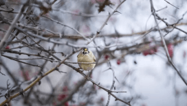 Türkiye ve Avrupa’nın en küçük kuşu olan çalıkuşu Bursa’da görüntülendi