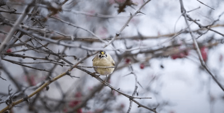 Türkiye ve Avrupa’nın en küçük kuşu olan çalıkuşu Bursa’da görüntülendi