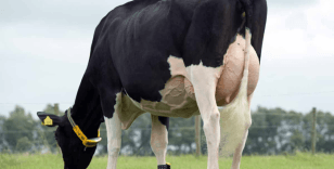 İneklerine isim veren çiftçilerin süt verimi artıyor