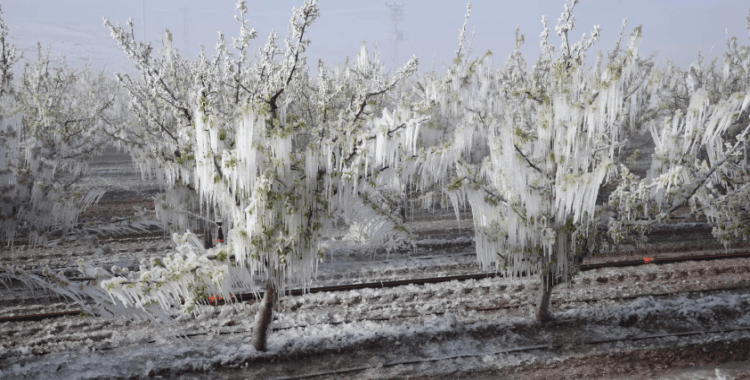 Tarım ve Orman Bakanlığı'ndan zirai don uyarısı: 5 gün boyunca sürecek