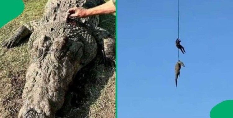 Selde kaybolan iş insanı timsahın midesinden çıktı