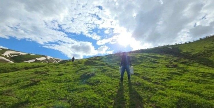 Doğal antibiyotik için hasat başladı