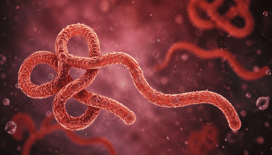 DSÖ’den Kongo’daki Ebola salgını için alarm uyarısı