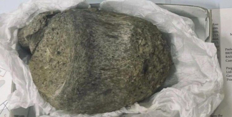 Çekmecede unutulan fosil Antarktika’nın ilk dinazoru çıktı