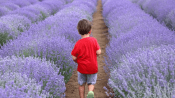 Yapay zekaya güvenen çiftçi 25 dönümlük tarlasını kaybetti