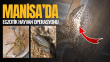 Manisa’da ele geçirildiler: 18 tarantula yavrusu, varanlar ve 40 dev Afrika salyangozu