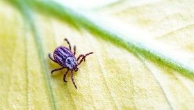 Çin'de yeni bir virüs keşfedildi: Keneler yoluyla bulaşıyor